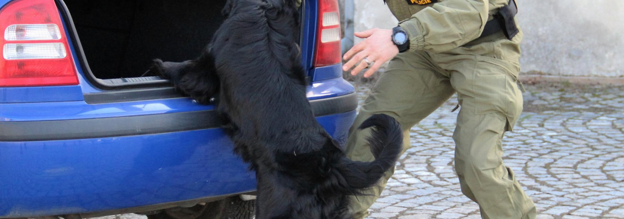 Bezpečnostní prohlídka vozidla za pomoci speciálně vycvičeného psa na vyhledávání výbušnin